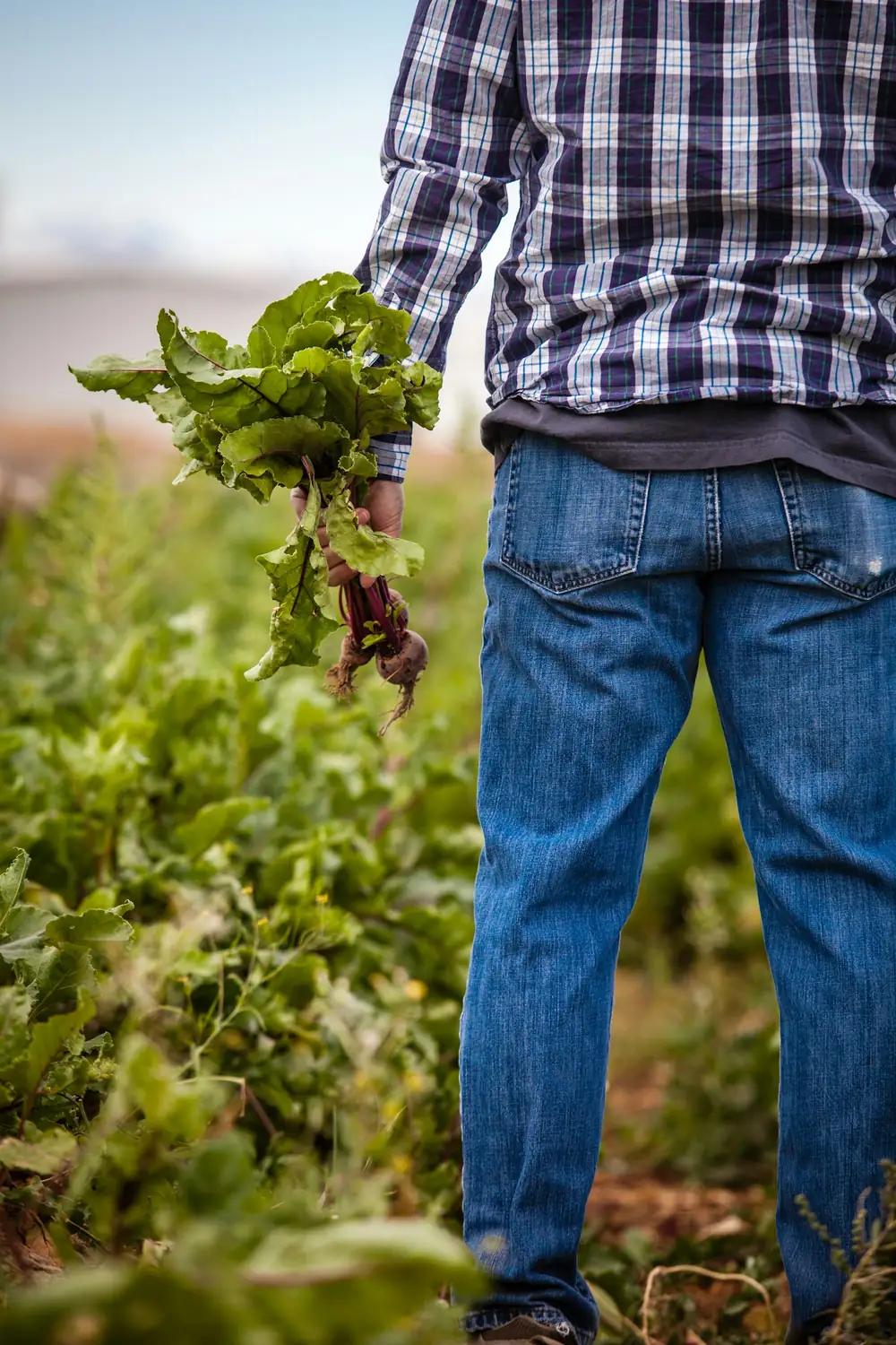 Gemüsebauer auf dem Feld mit frisch geernteten Roten Rüben in der Hand
